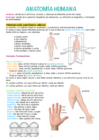 Anatomia-humana.pdf