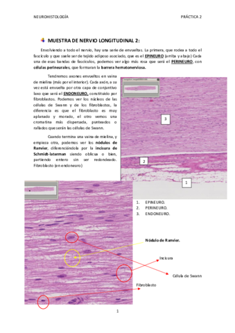 NEUROHISTOLOGIA-Practicas-2.pdf