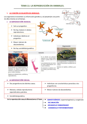 TEMA-11-LA-REPRODUCCION-EN-ANIMALES.pdf