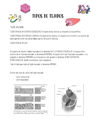 TEJIDO-MUSCULAR.pdf