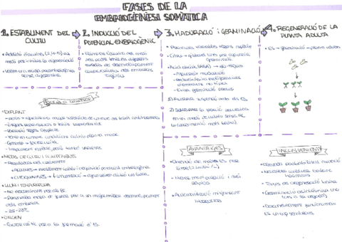 17-Fases-embriogenesi-somatica.pdf