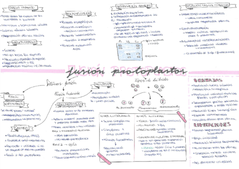 19-Fusion-protoplastos.pdf