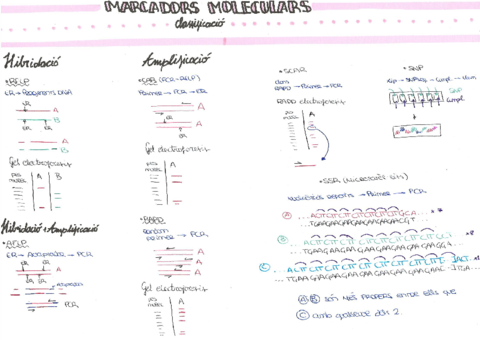 8-Marcadors-moleculars-classificacio.pdf