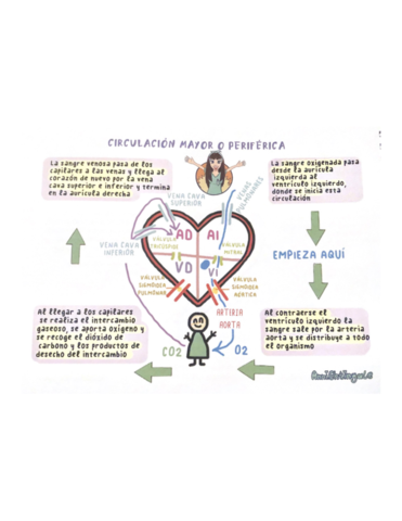 capilares-a-las-venas-y-lega-al.pdf