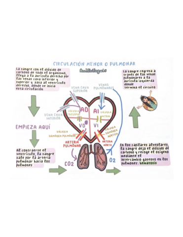 CIRCULACION-MENOR-O-PULMONAR.pdf