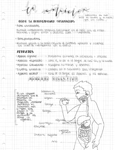 Nutricion-respiracion-3oESO.pdf
