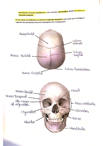 Practicas-anatomia.pdf