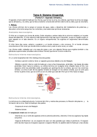 Tema-6-El-Sistema-Urogenital.pdf
