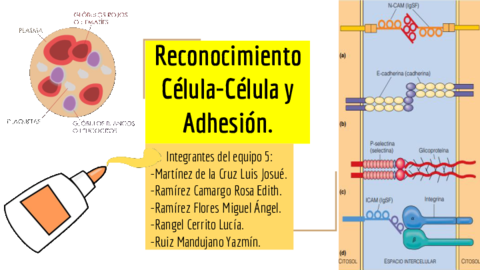BB09BEquipo5Reconocimiento-Celula-Celulayadhesion.pdf