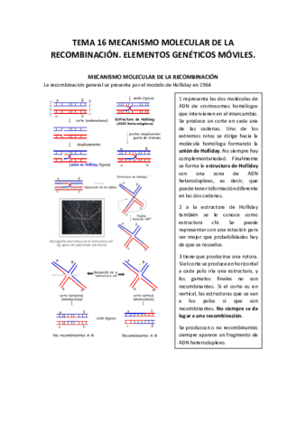 TEMA-16-MECANISMO-MOLECULAR-DE-LA-RECOMBINACION.pdf