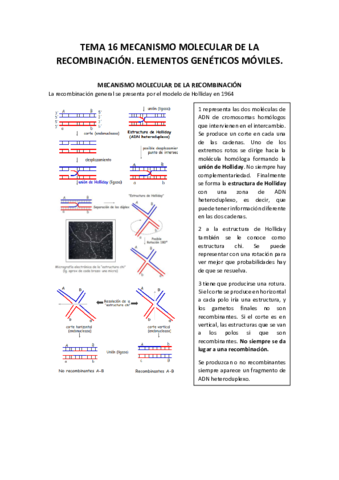 TEMA 16 MECANISMO MOLECULAR DE LA RECOMBINACION Pdf