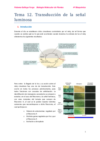 Tema 12. Transducción de la señal luminosa. Paloma.pdf