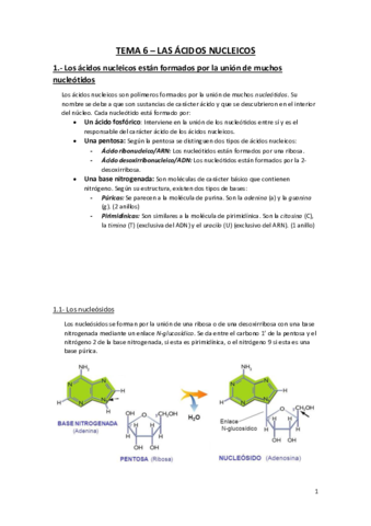 Tema-6-Los-Acidos-Nucleicos.pdf