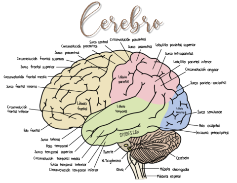 Anatomia-del-cerebro.pdf