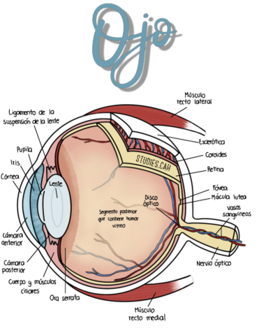 Anatomia-del-ojo.pdf