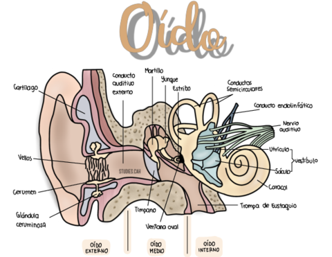 Anatomia-del-oido.pdf