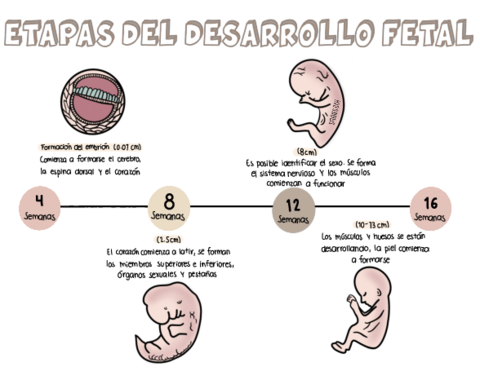 Etapas-del-desarrollo-fetal.pdf