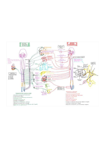 Sistema-nervioso-simpatico-y-parasimpatico.pdf
