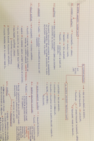MAPA-MENTAL-DEL-SISTEMA-NERVIOSO.pdf