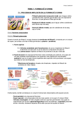 Apunts-Fisiologia-i-Fisiopatologia-III-Tema-7.pdf
