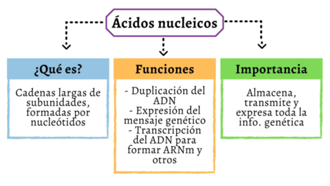 mapa-mental-Acidos-nucleicos.pdf