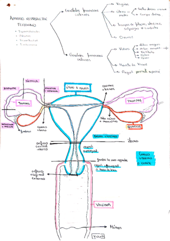 Aparato-reproductor.pdf