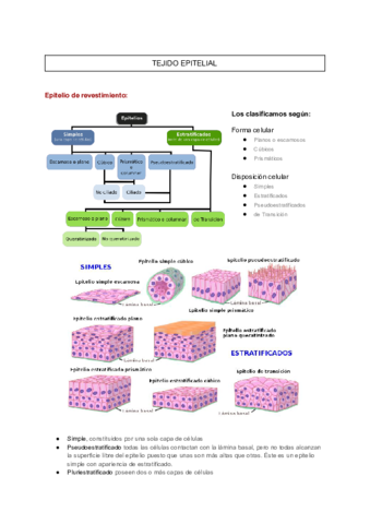 Tejidos-resumen.pdf