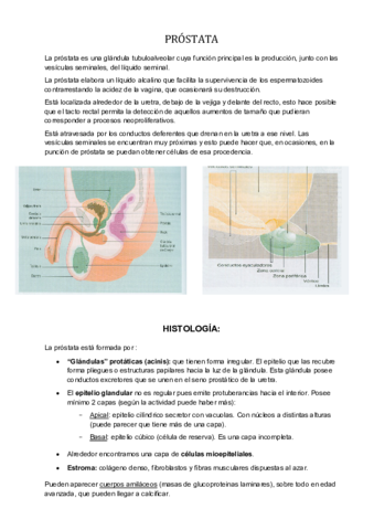 PROSTATA.pdf