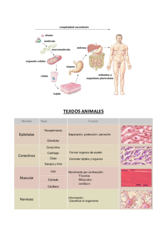 TEJIDOS-ANIMALES.pdf