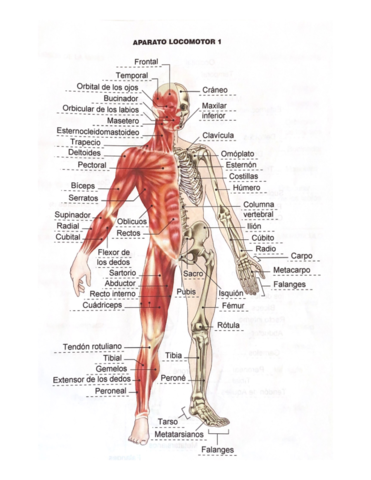 APARATO-LOCOMOTOR-DIBUJOS.pdf