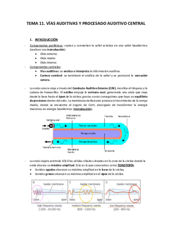 TEMA-11-VIAS-AUDITIVAS-Y-PROCESADO-AUDITIVO-GENERAL.pdf