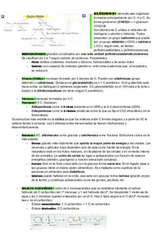 GLUCIDOS.pdf