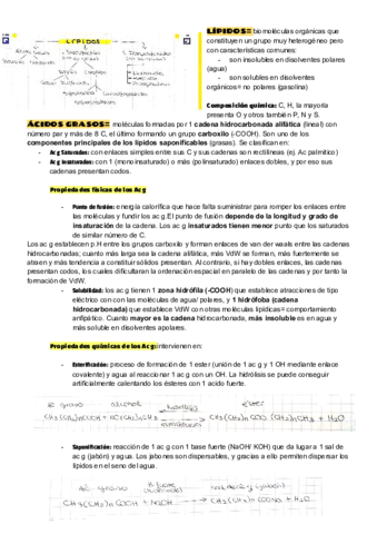 LIPIDOS.pdf