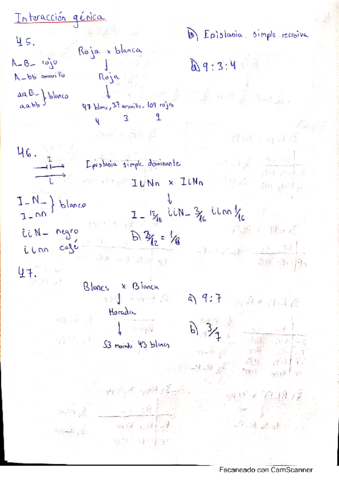 ejercicios-interaccion-genica.pdf
