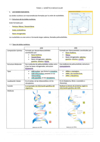 GENETICA-MOLECULAR.pdf
