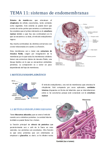 TEMA-11-ENDOMEMBRANAS.pdf