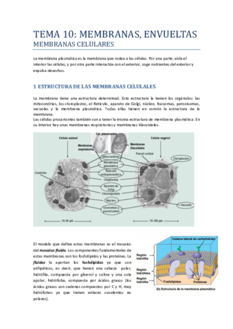 TEMA-10-MEMBRANAS-Y-ENVUETAS.pdf