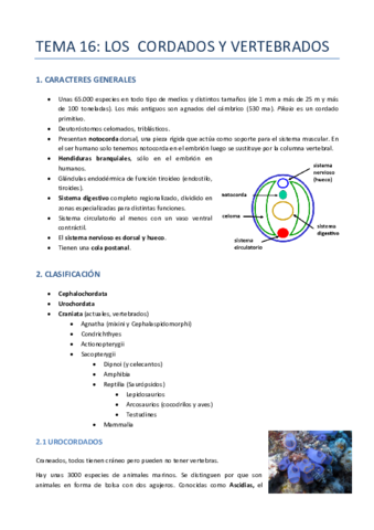 TEMA-16-ZOO-CORDADOS.pdf