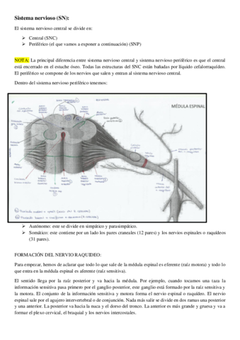 Apuntes Sistema Nervioso Pdf Apuntes Sistema Nervioso Pdf