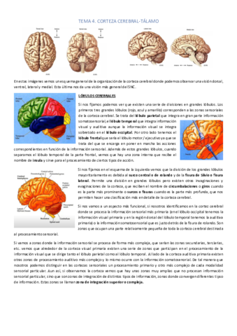 corteza-cerebral-talamo.pdf