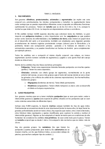 Tema-11-Anelidos.pdf