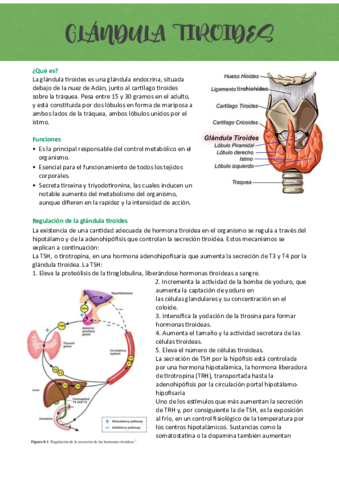 Glandula-tiroides.pdf