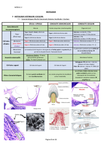 Histologia M6 Bloc 2.pdf