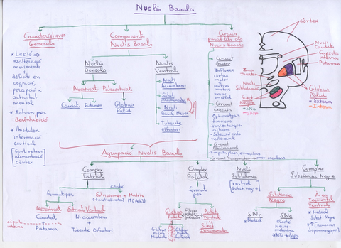 Nuclis  Basals 1.jpg