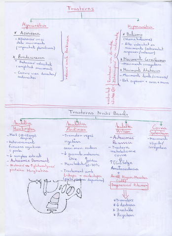 Nuclis  Basals 2 (Trastorns).jpg