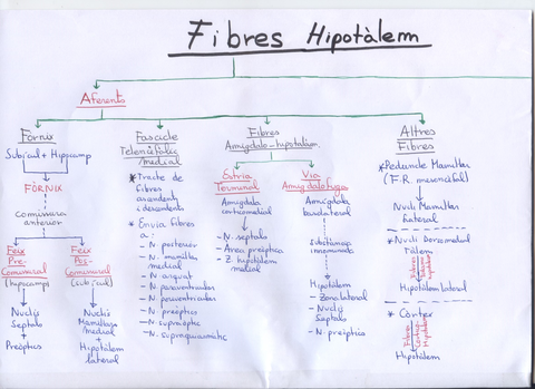 Hipotàlem 3 (Aferencies).jpg