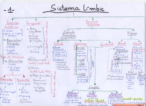 Sistema Límbic 1.jpg