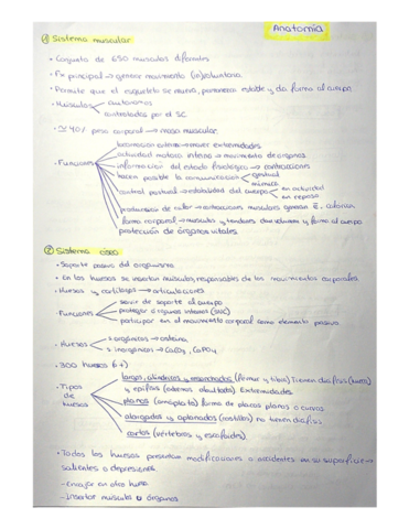Tema-3-anatomia.pdf