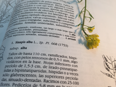 Plantas prácticas.pdf