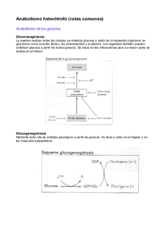 Anabolismo-rutas-comunes.pdf